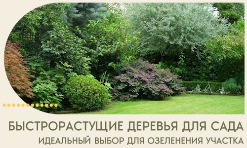 Быстрорастущие деревья для сада идеальный выбор в Кызыле