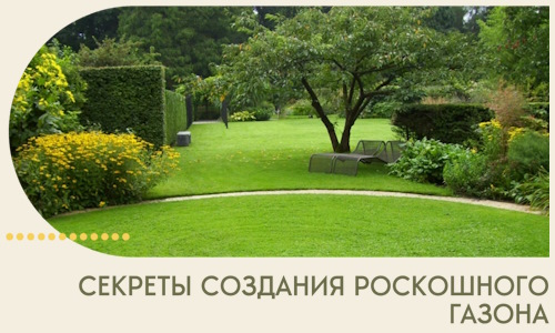 Секреты создания роскошного газона в Кызыле